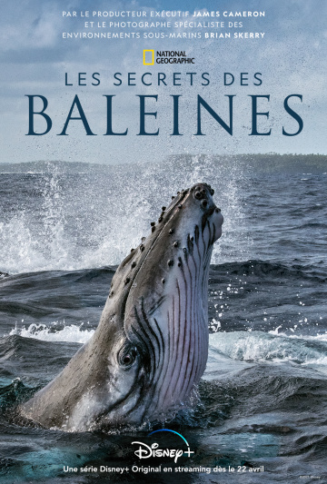 Les Secrets des baleines 