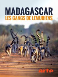 Madagascar : les gangs de lémuriens 