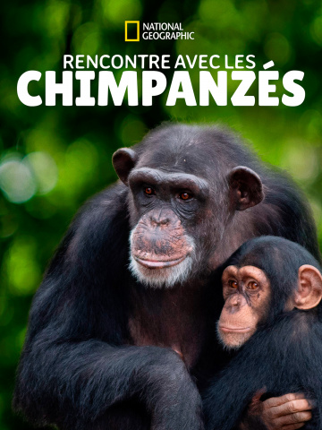 Rencontre avec les chimpanzés 